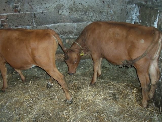 jałoszki — zdjęcie 2