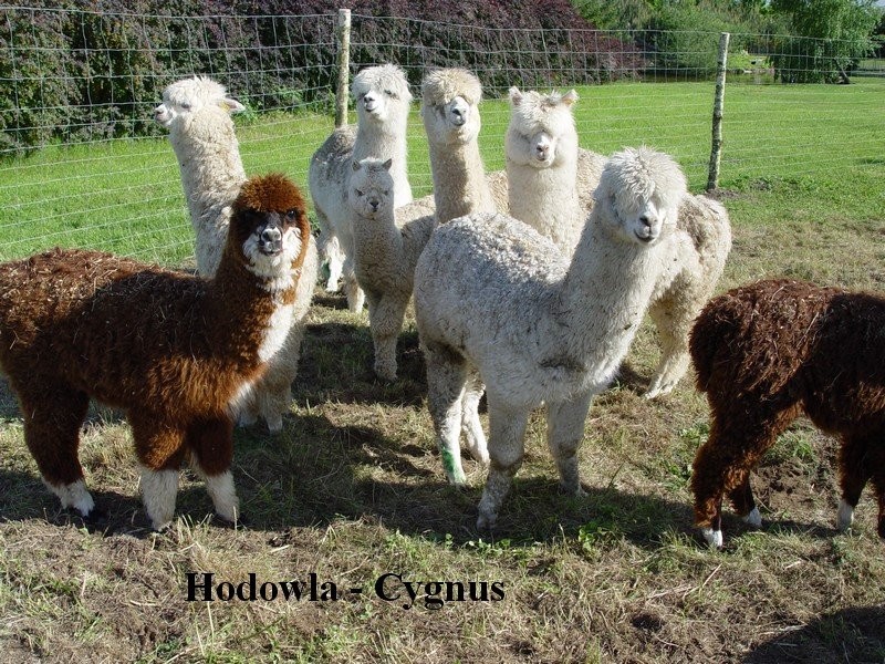 Alpaki, alpaka - Hodowla cygnus — zdjęcie 5