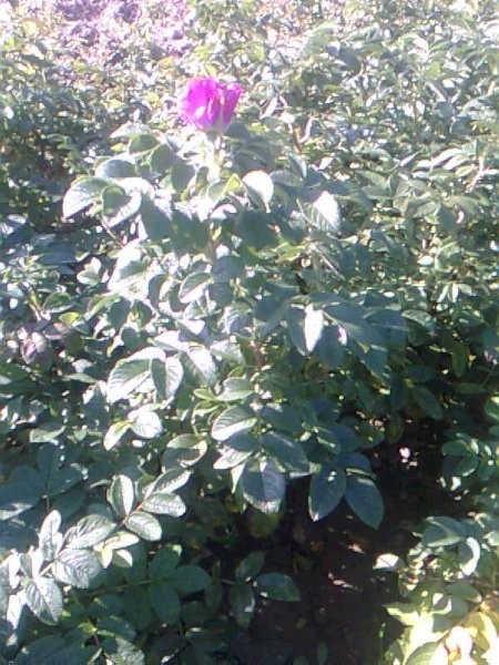 Sprzedam sadzonki róży ROSA RUGOSA — zdjęcie 2