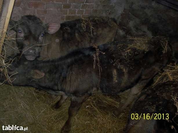 Sprzedaż jałówek rasy limousine angus i mieszance — zdjęcie 5