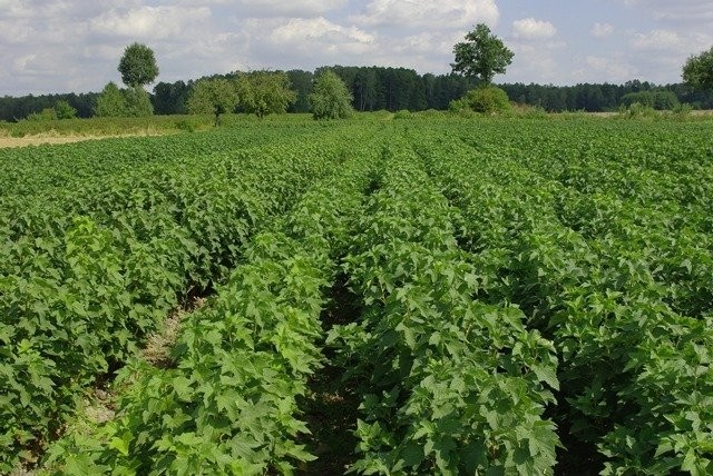 kowalskiszkolka.pl   szkółka owocowa, woj. lubelskie