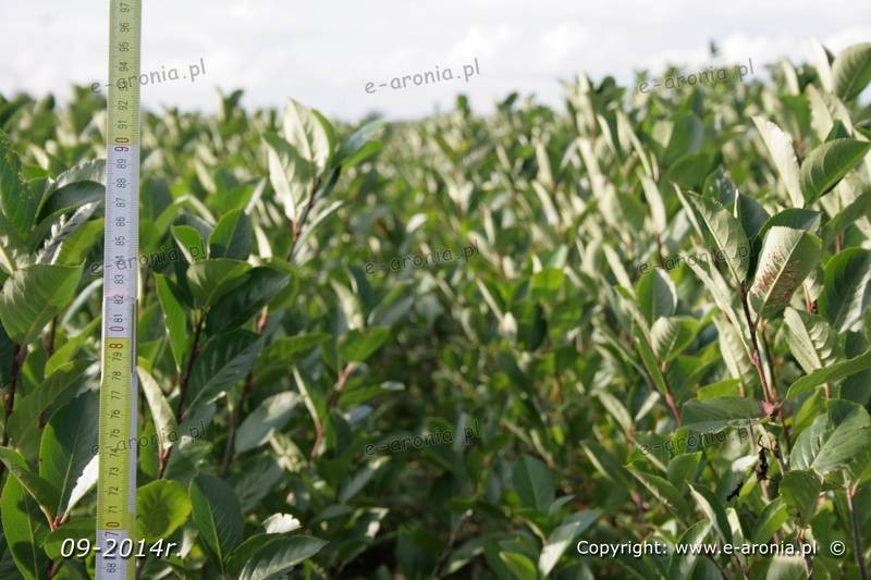 aronia sadzonki aronii 1,2,3 letnie ekologiczne — zdjęcie 3