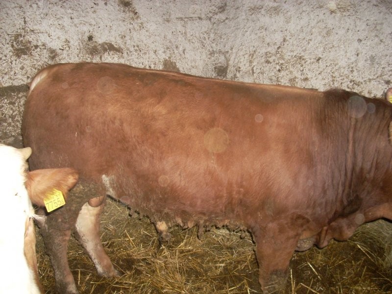 Sprzedam BYKI! Na EXPORT lub do DALSZEJ HODOWLI! — zdjęcie 4