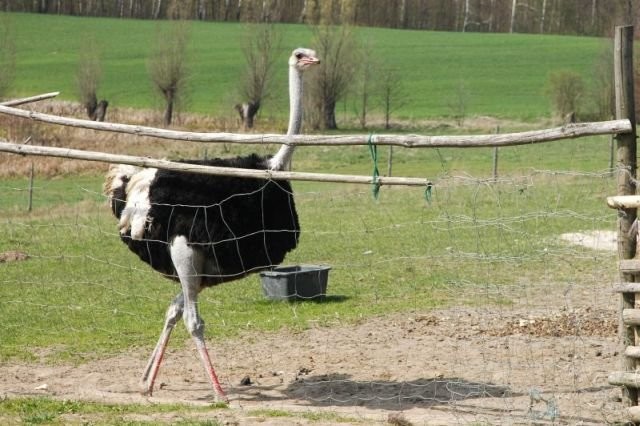 Sprzedam strusie