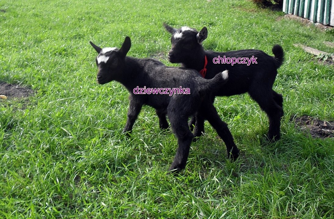 Kozy/kózka i koziołek miniaturowe. — zdjęcie 1