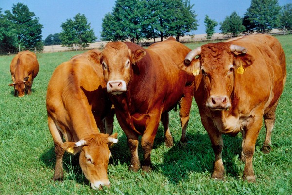 Skup bydła ubojnia Chobot Meat 