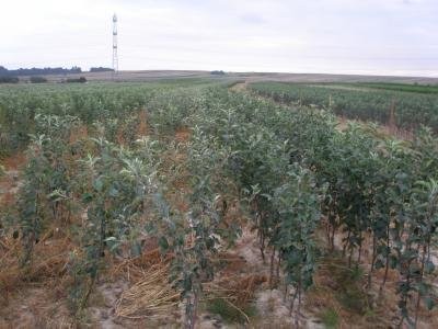 JABŁOŃ JABŁONIE SADZONKI DO SADÓW EKOLOGICZNYCH