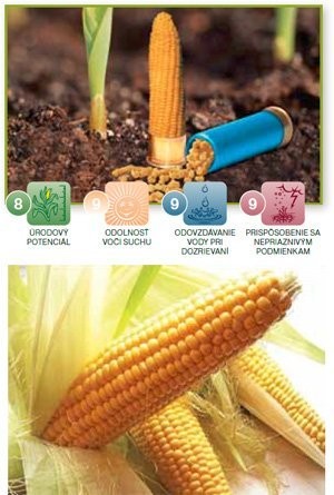 KUKURYDZA MAGITOP SYNGENTA FAO 260 MATERIAŁ SIEWNY — zdjęcie 2
