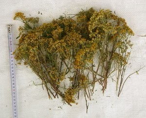 Wholesale Bulgarian herbs — zdjęcie 3