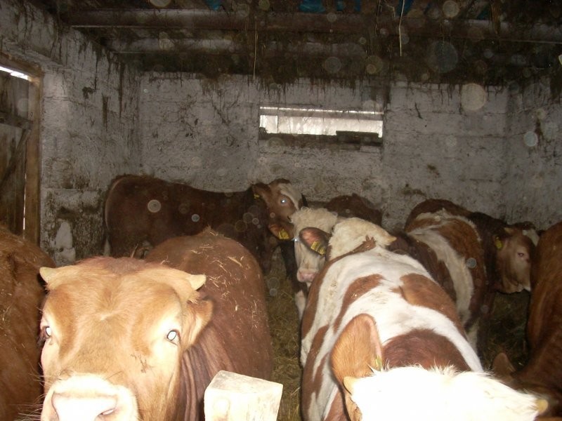 Sprzedam BYKI! Na EXPORT lub do DALSZEJ HODOWLI! — zdjęcie 6