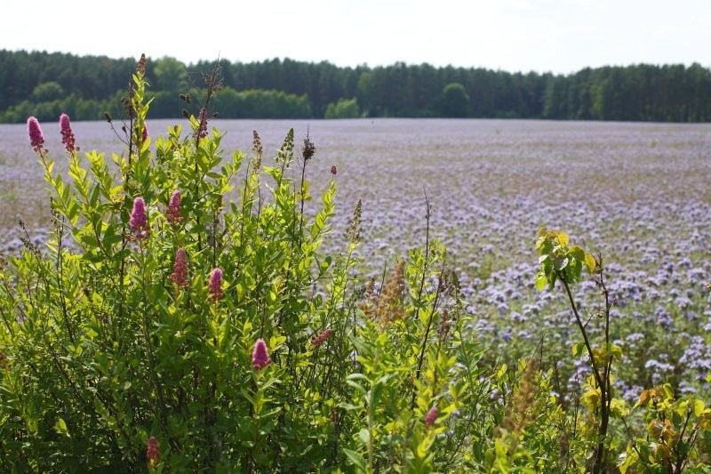 Facelia Błękitna Stala -  zbiór 2012 - sprzedam — zdjęcie 2