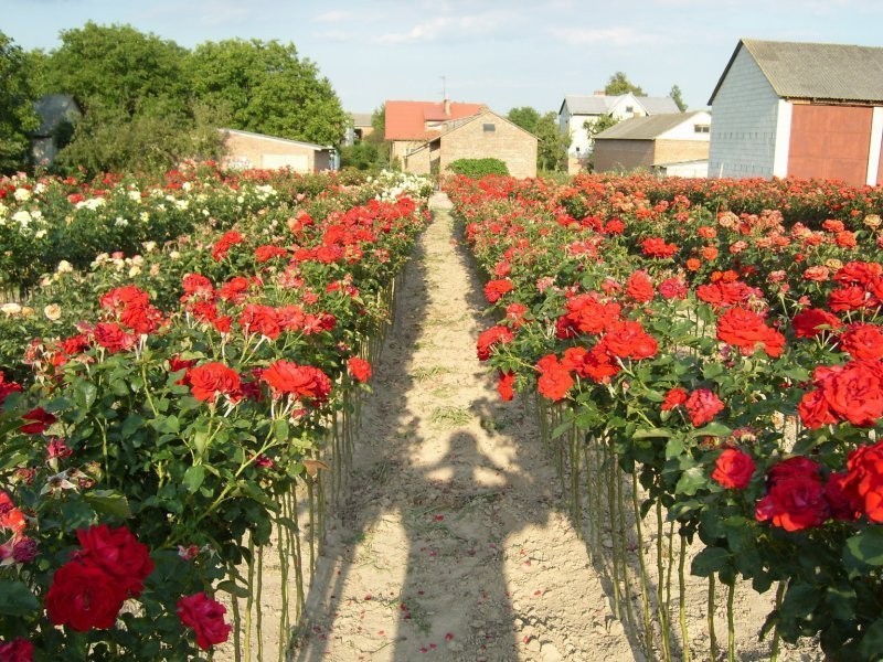 RÓŻA, RÓŻE PIENNE (SZTAMOWE) ORAZ KRZACZASTE — zdjęcie 4