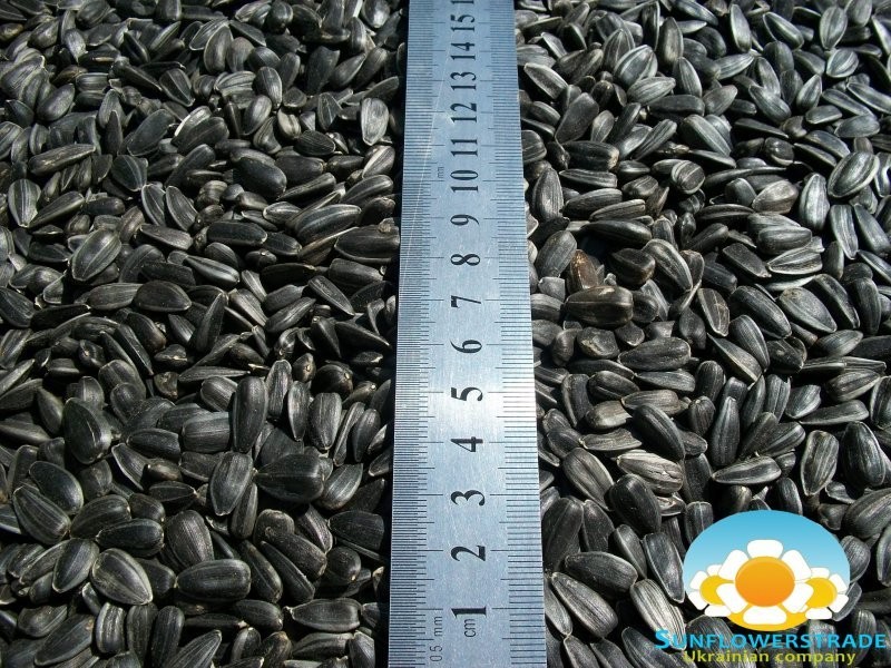 Sell Sunflower Seeds — zdjęcie 6
