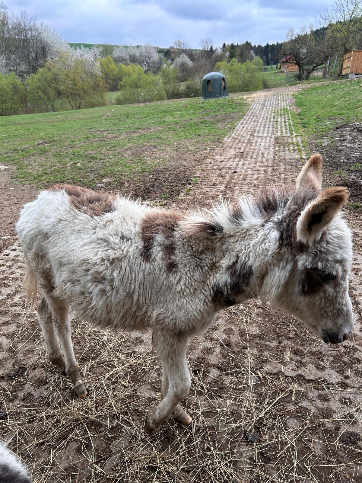 Młody osioł 1,5 roku — zdjęcie 6