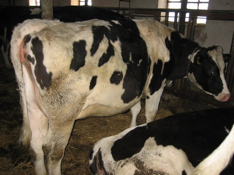 jałówki hodowlane HF - Holstein Friesian — zdjęcie 3