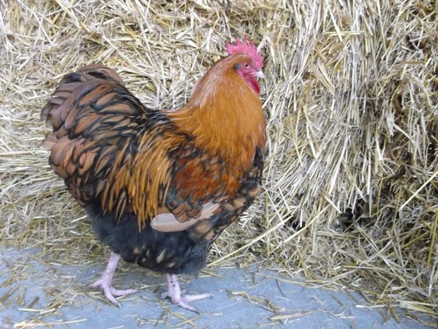 Orpington orpingtony kurczaki jajka jaja drób kura  — zdjęcie 2
