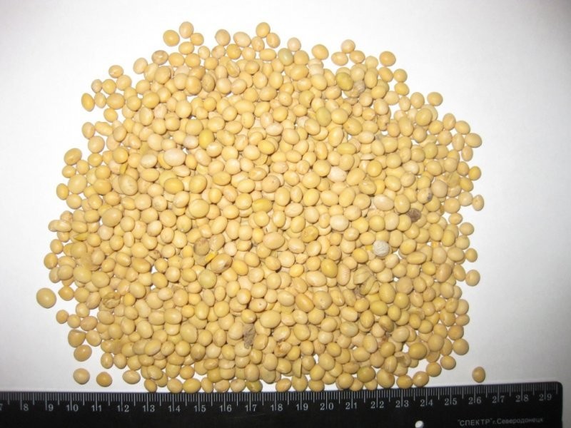 Sprzedam SOJĘ non GMO