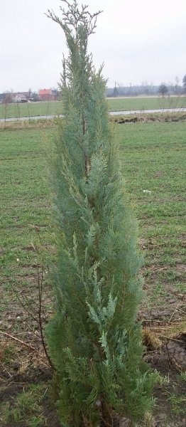 CYPRYSIK LAWSONA 170CM - 2M — zdjęcie 2