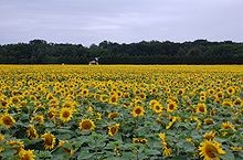 Sprzedam zboża zbiory 2015