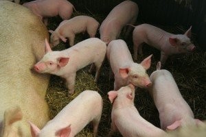 Sprzedam młode prosięta — zdjęcie 1