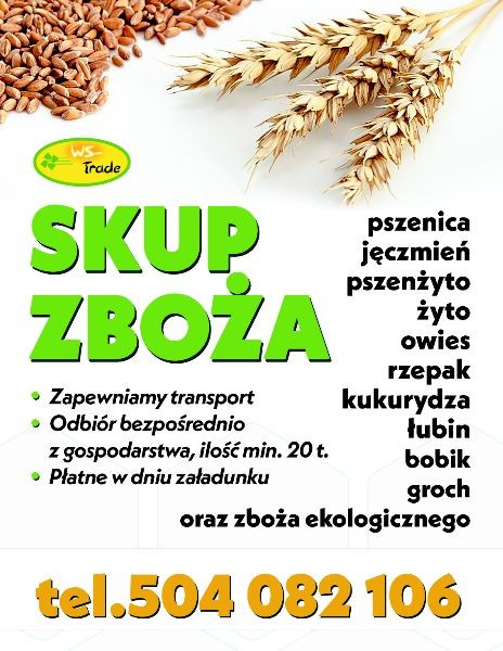 kupię owies- skup owsa