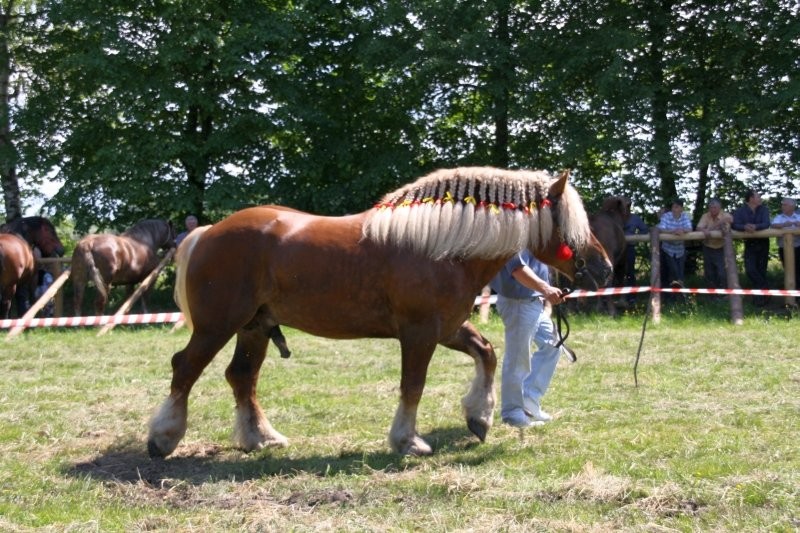 Sprzedam ogiery konie sokólskie — zdjęcie 4
