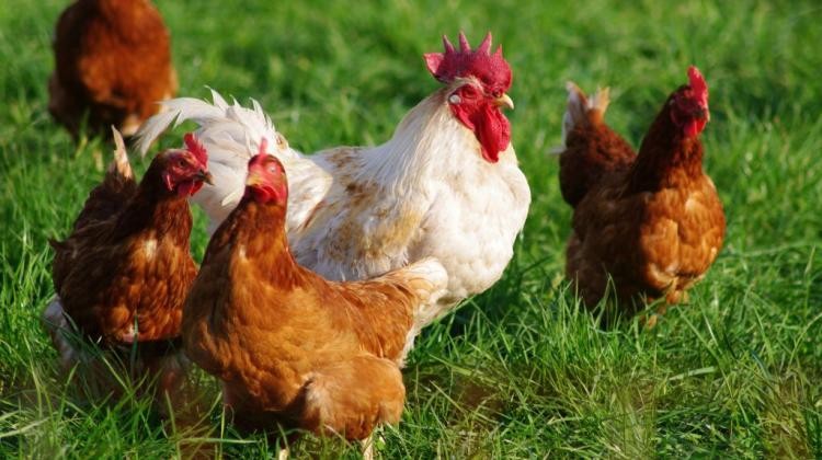 Kury, kury nioski i brojlery zdrowe, szczepione Ferma Drobiu Machowa — zdjęcie 1