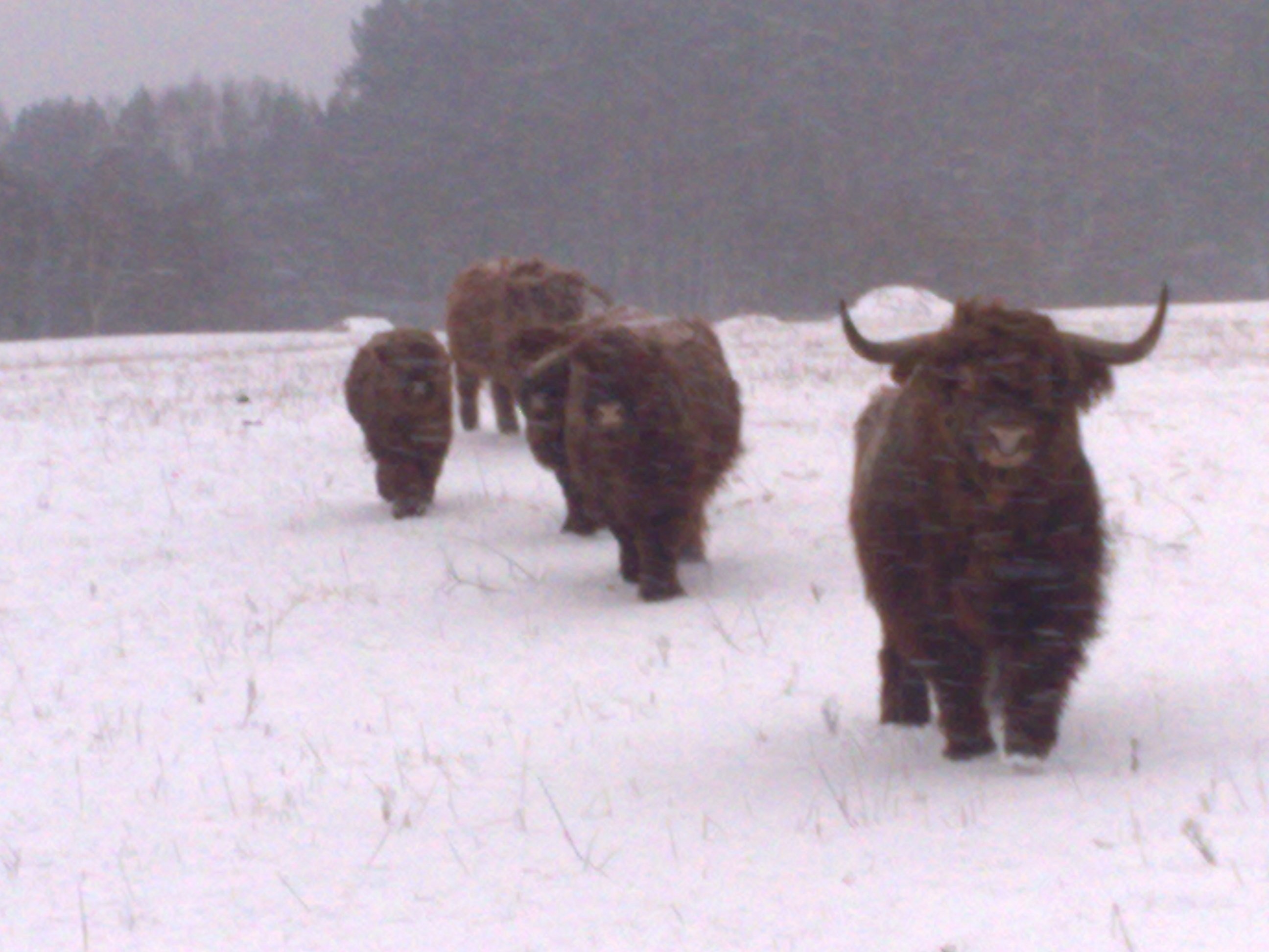 Kilka sztuk bydła Highland Cattle. Tanio!!