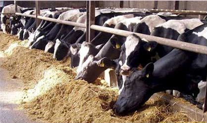  Ukraina. Wolowina, zywiec. Byki miesne 4 zl/kg, cieleta mleczne 5 zl