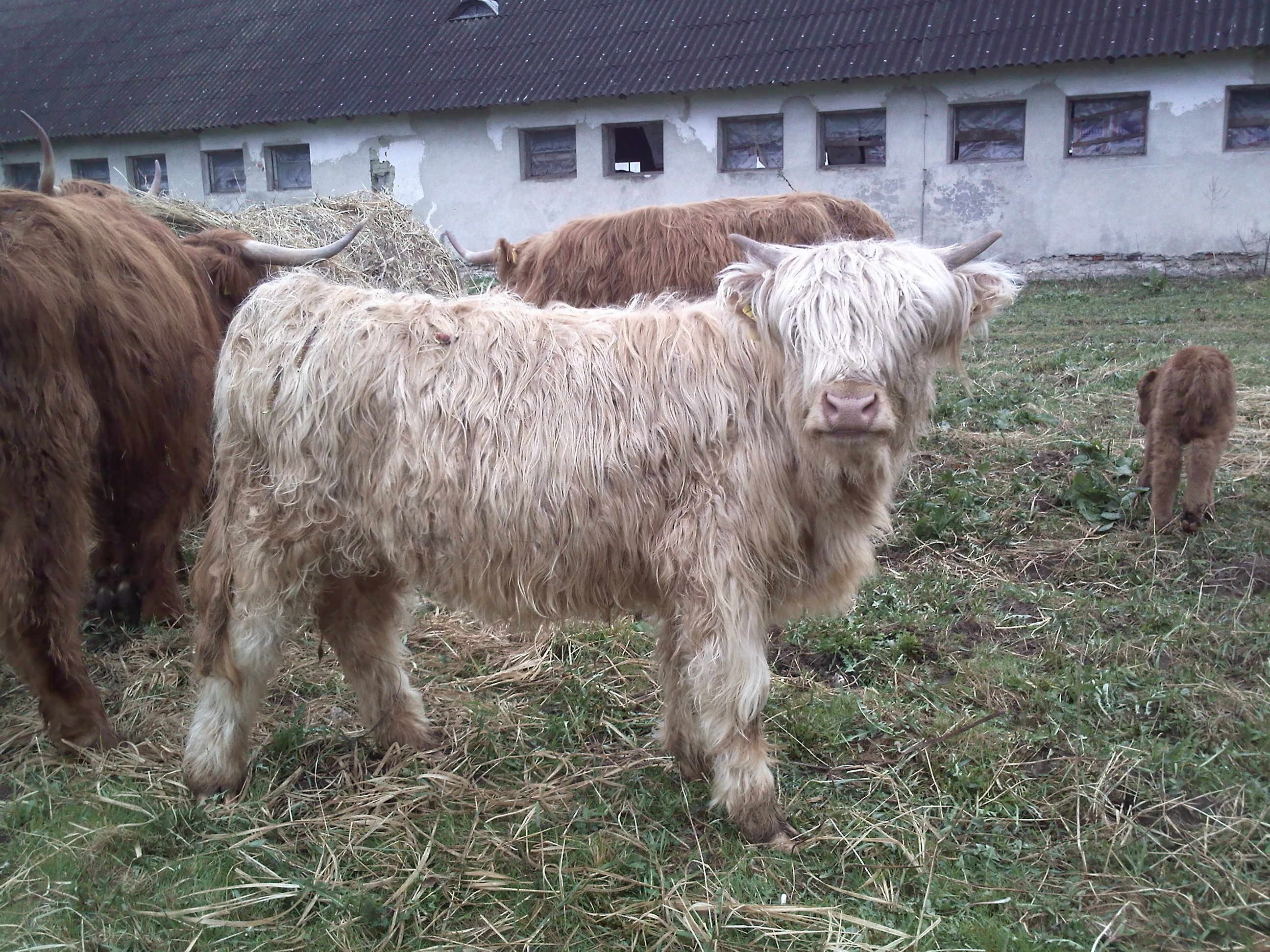 Highland Cattle szkockie jałówki byki cielaki — zdjęcie 1