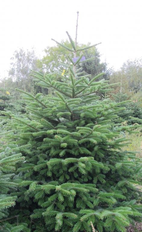 Jodła kaukaska Abies Nordmanniana Choinki z Danii Hurt — zdjęcie 4