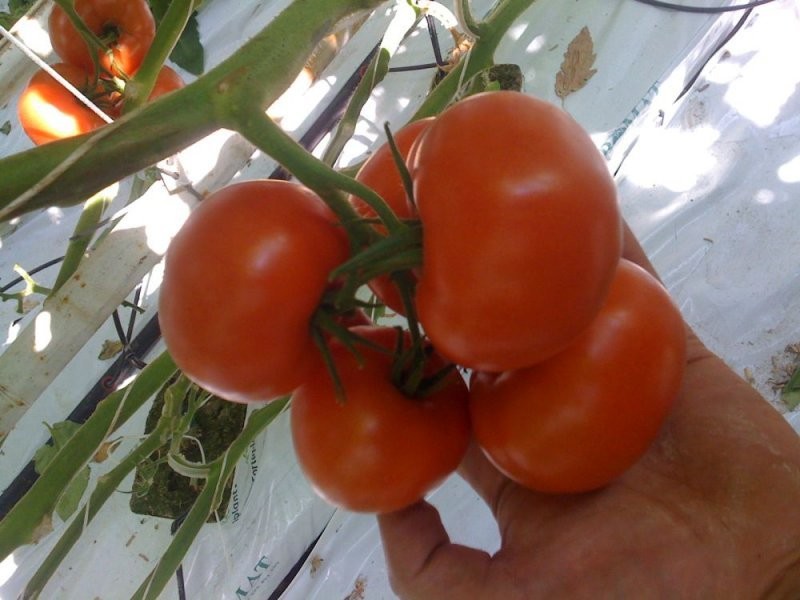 Tomatoes export, Tomatoes from Poland — zdjęcie 3