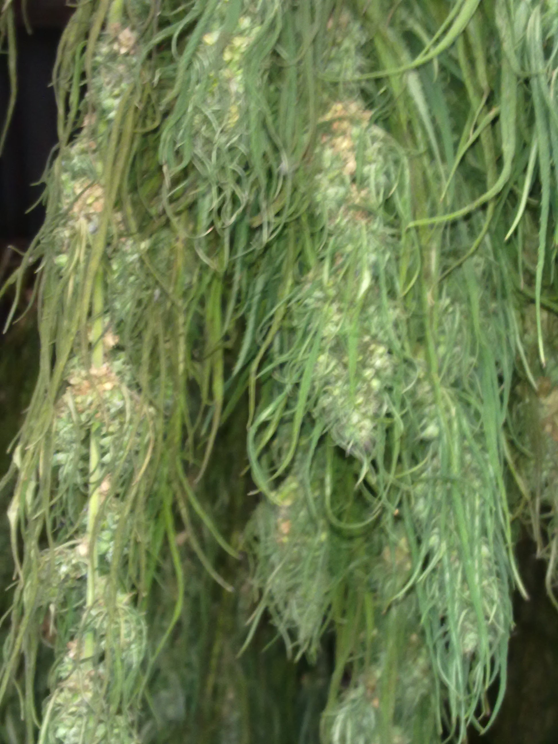 Konopie-CBD wiechy,  plewa, nasiona, słoma — zdjęcie 2