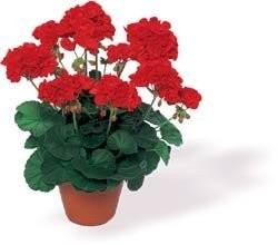 PELARGONIE Zabierzów k/Krakowa — zdjęcie 1