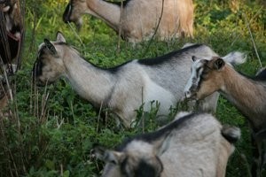 Sprzedam KOZY i CAPY — zdjęcie 4