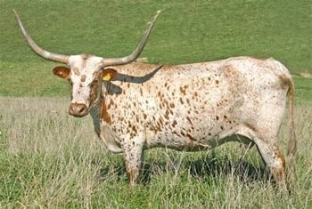 Texas Longhorn — zdjęcie 1