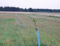 DZIERŻAWA — zdjęcie 1