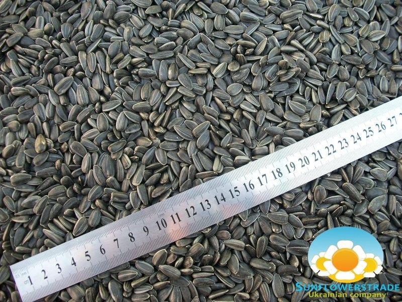Sell Sunflower Seeds — zdjęcie 1