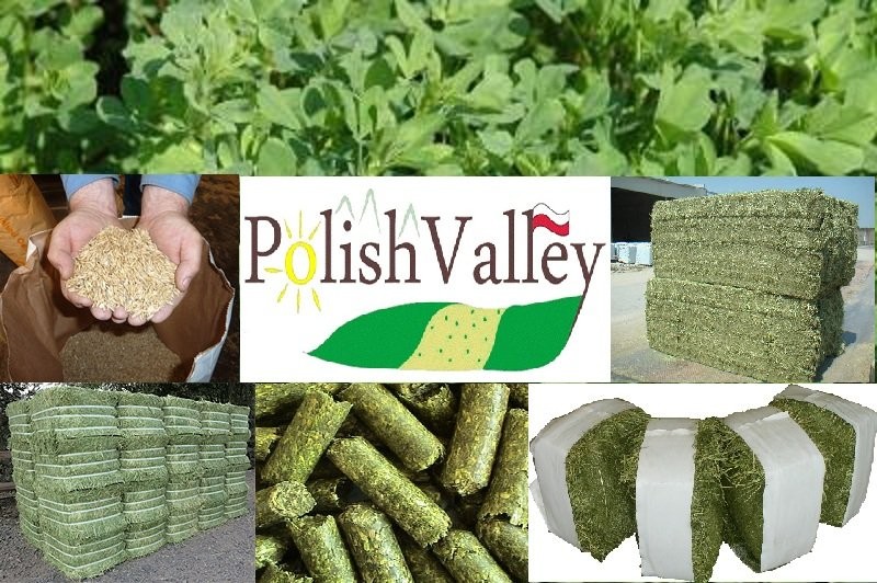 La alfalfa, hierba, heno, los pellets — zdjęcie 1