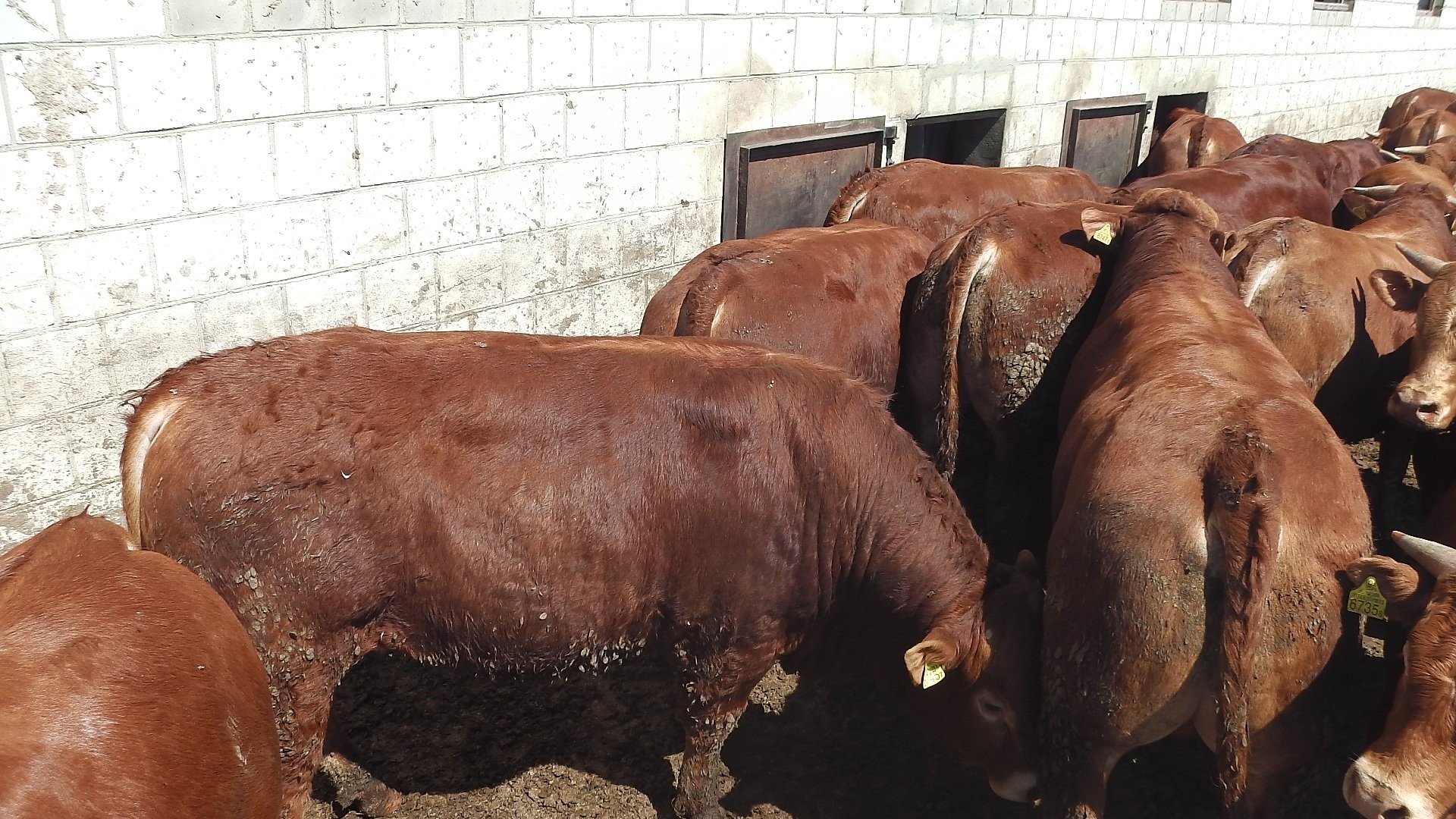 Byki Bydło Limousin 100% — zdjęcie 3