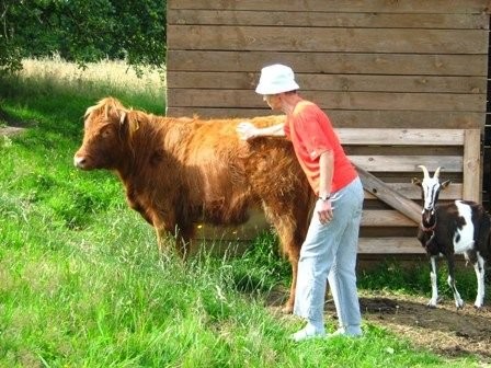 Jałówka Highland Cattle — zdjęcie 3
