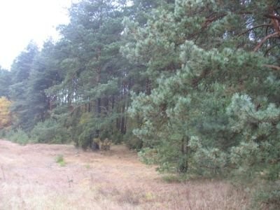 działka leśna 4000m2 — zdjęcie 1