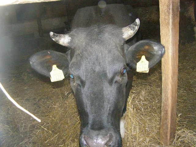 Jałówka wysokocielna — zdjęcie 2