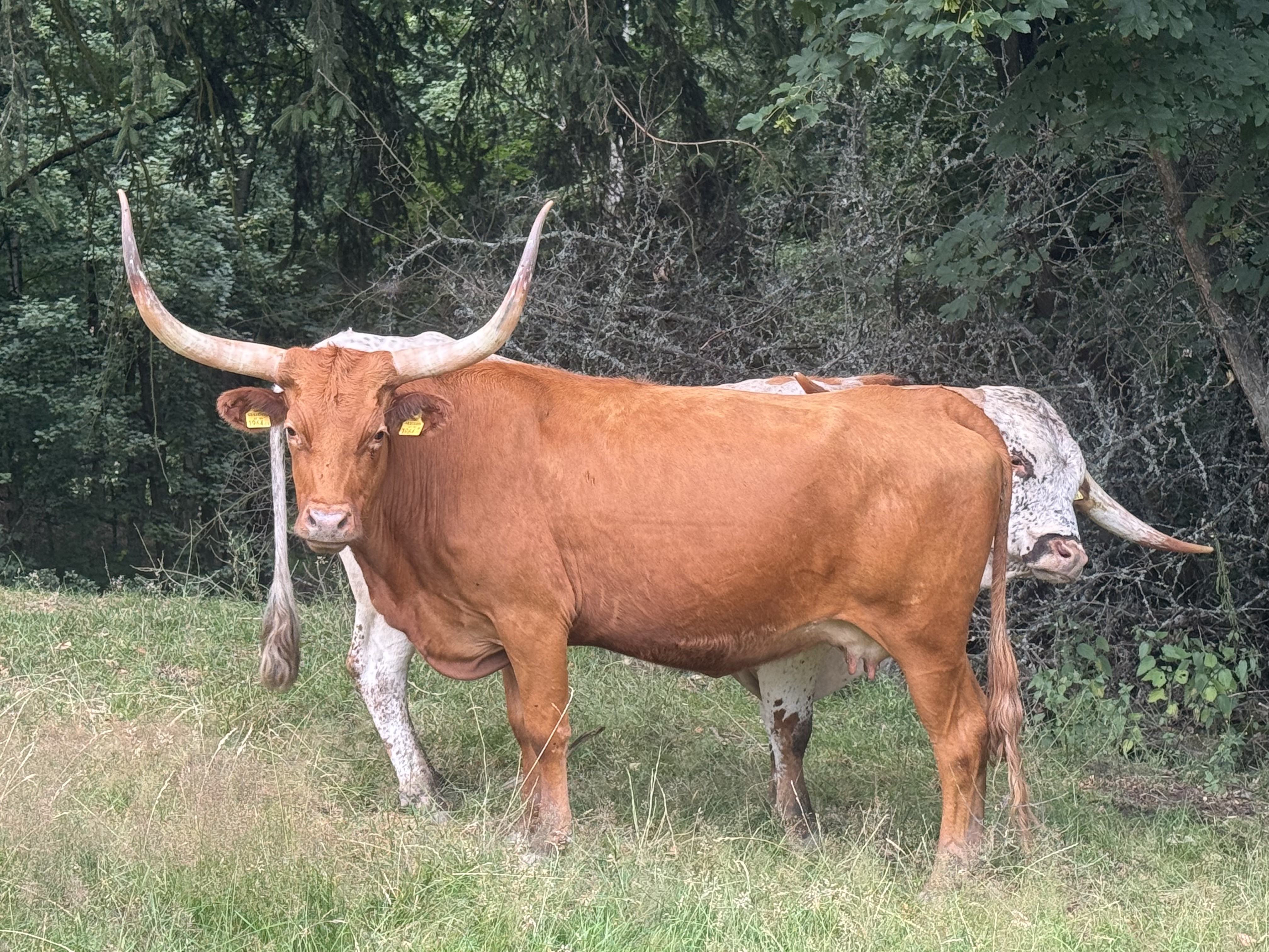 Texas longhorn for sale — zdjęcie 4