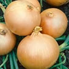 Fresh Cebula 