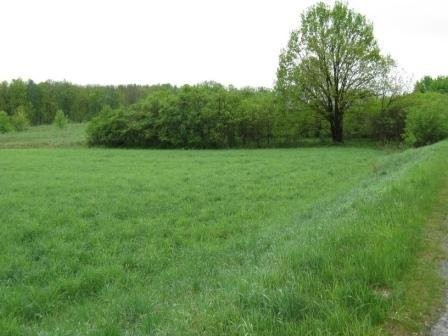 Działka 7,4ha okolice Zielonej Góry — zdjęcie 2
