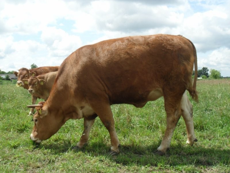SPRZEDAM Jałówkę rasa Limousin 100%