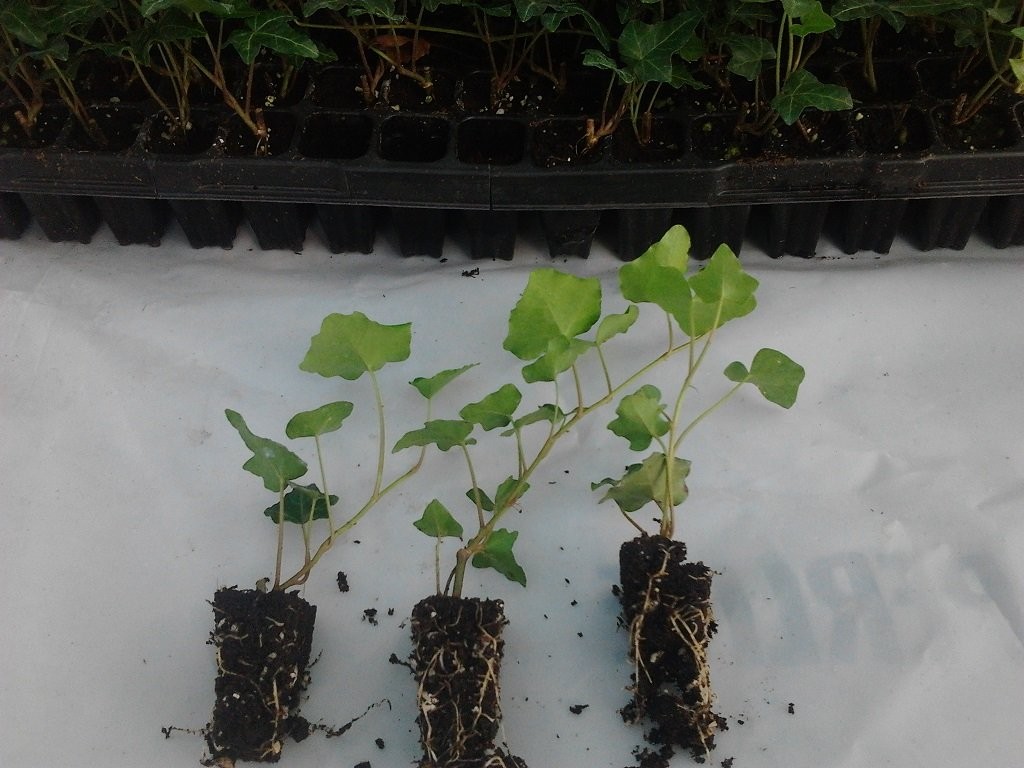 Bluszcz Sadzonki Multiplaty 0,60 zł/szt. — zdjęcie 2