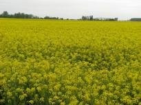 Nawóz organiczno-mineralny!!!!Fertigrain foliar — zdjęcie 1