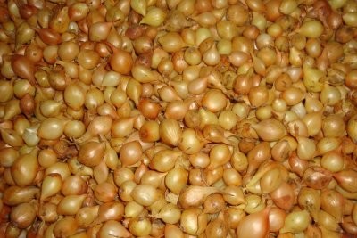 Dymka лук севок цибуля сіянка arpagicul onion sets — zdjęcie 4